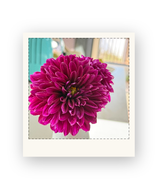 A magenta dahlia flower